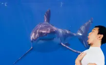 Tiburón blanco en Isla Guadalupe: ¿mito o realidad?