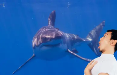 Tiburón blanco en Isla Guadalupe: ¿mito o realidad?