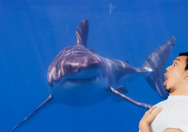 Tiburón blanco en Isla Guadalupe: ¿mito o realidad?