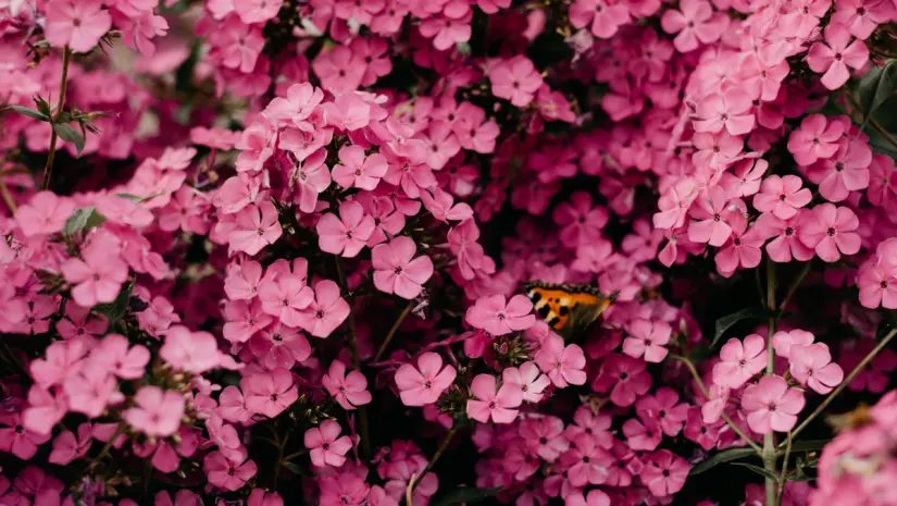 Foto: Canva.