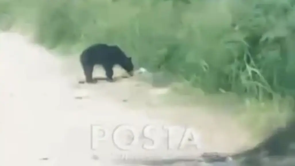 Alarma presencia de oso en Juárez