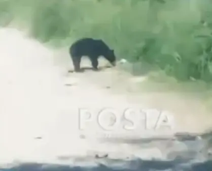 Alarma presencia de oso en Juárez