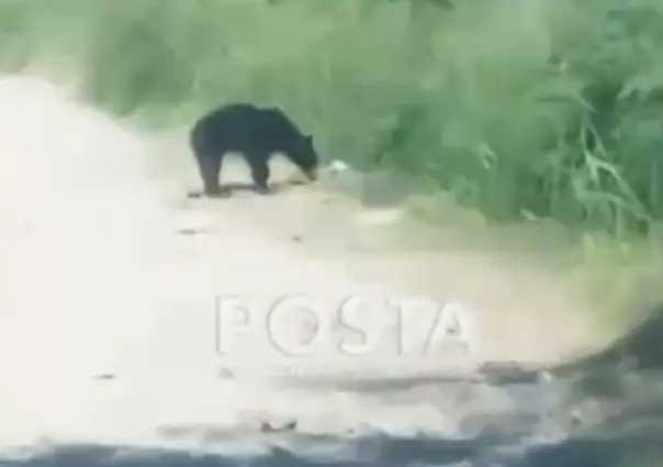 Alarma presencia de oso en Juárez