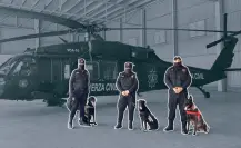 Así es como elementos caninos K9 de Fuerza Civil arriesgan su vida por Nuevo León
