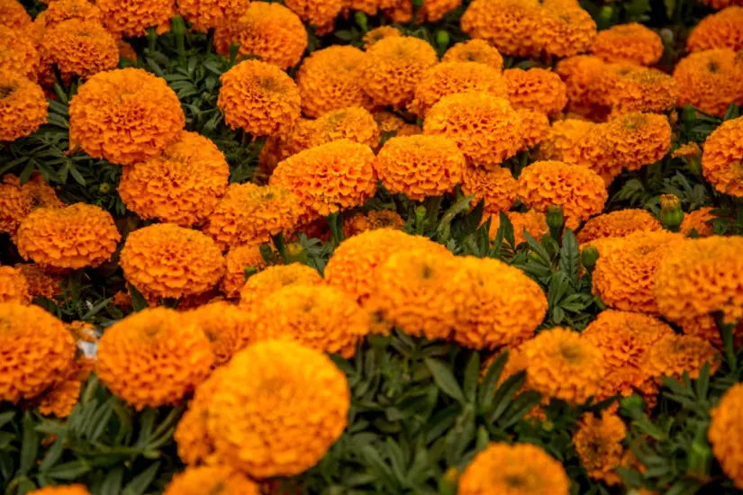El cempasúchil también es conocido como flor de muertos. Foto: Gobierno de México