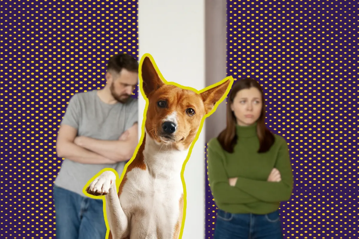 Esta reforma pretende que en caso de divorcio o separación, los jueces puedan determinar legalmente la custodia de animales de compañía/Foto: POSTA