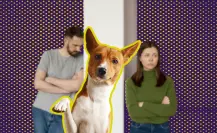 ¿Con quién se queda el perro? Buscan que custodia de mascotas ante divorcio sea definida por jueces