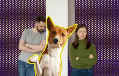 ¿Con quién se queda el perro? Buscan que custodia de mascotas ante divorcio sea definida por jueces