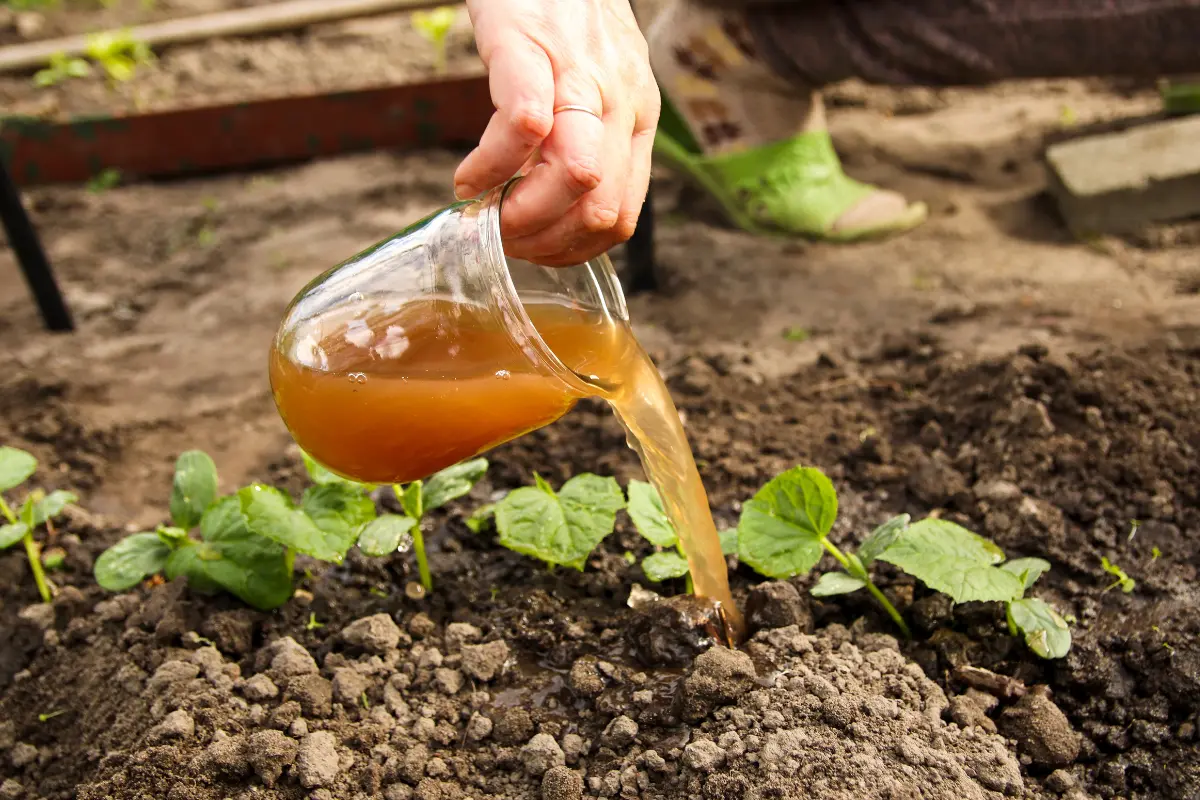 Los fertilizantes caseros son baratos y muy nutritivos para las plantas. Foto: Canva