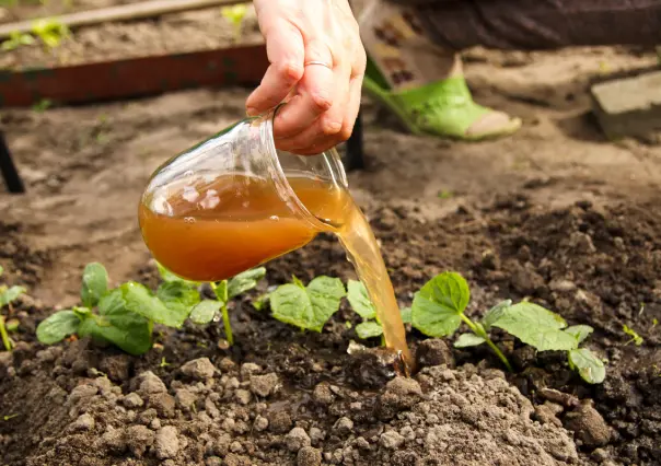 Crece tus plantas sanas con estos 3 remedios caseros, baratos y sencillos