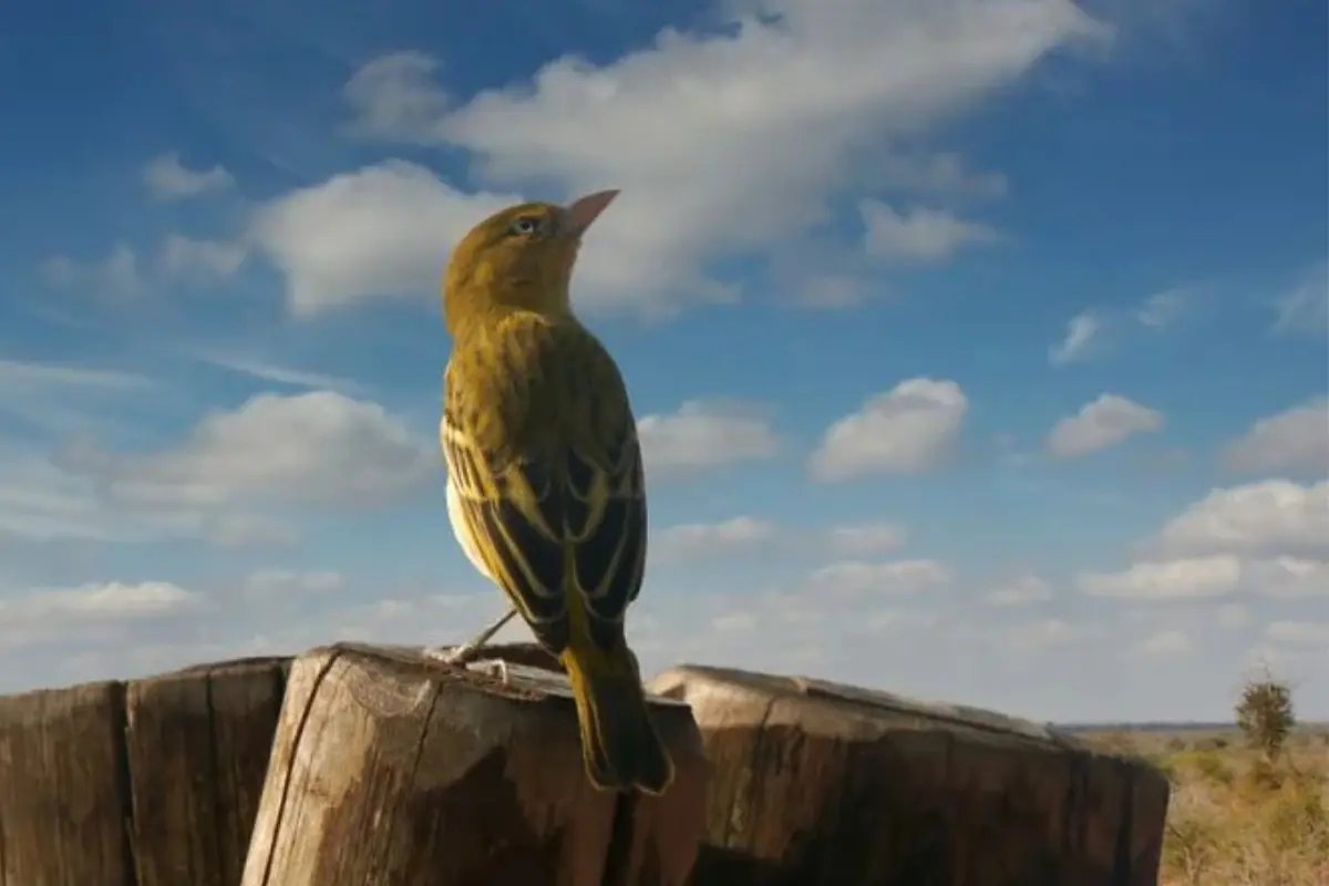 FOTO: aves exóticas