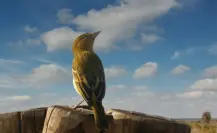 Este es el animal nativo de Tamaulipas que muere cantando