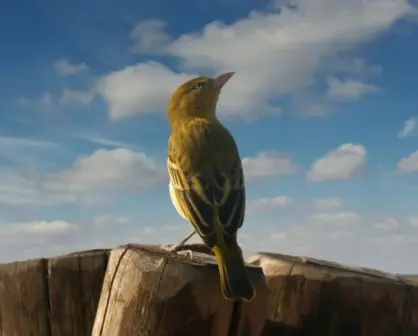 Este es el animal nativo de Tamaulipas que muere cantando