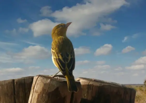 Este es el animal nativo de Tamaulipas que muere cantando