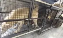 Ecatepec: rescatan a más de 20 animales víctimas de maltrato