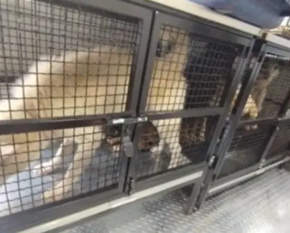 Ecatepec: rescatan a más de 20 animales víctimas de maltrato