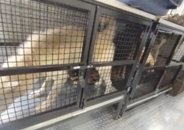 Ecatepec: rescatan a más de 20 animales víctimas de maltrato
