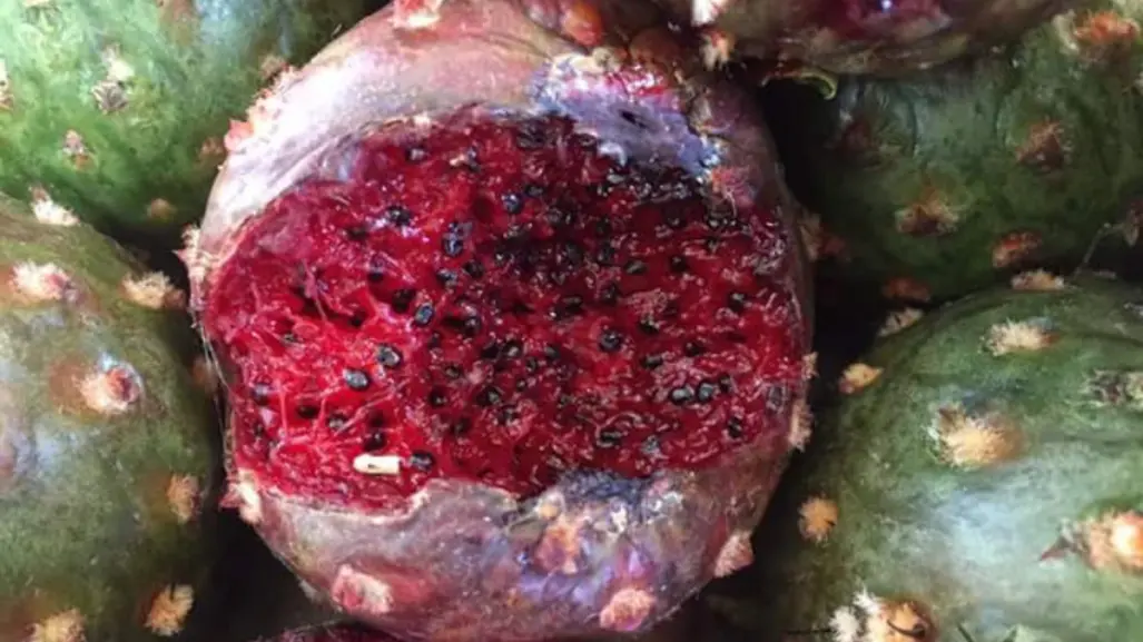 Este fruto nativo de Tamaulipas tiene un alto contenido de antioxidantes y fibra intestinal