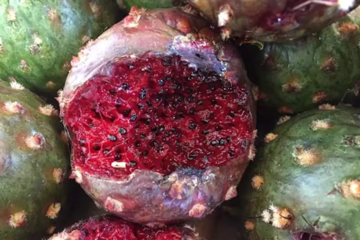 Se trata del colorido fruto que nos regala una cactácea, el cual cuenta con una pulpa comestible y deliciosa en su interior. Foto: Daniel Espinoza