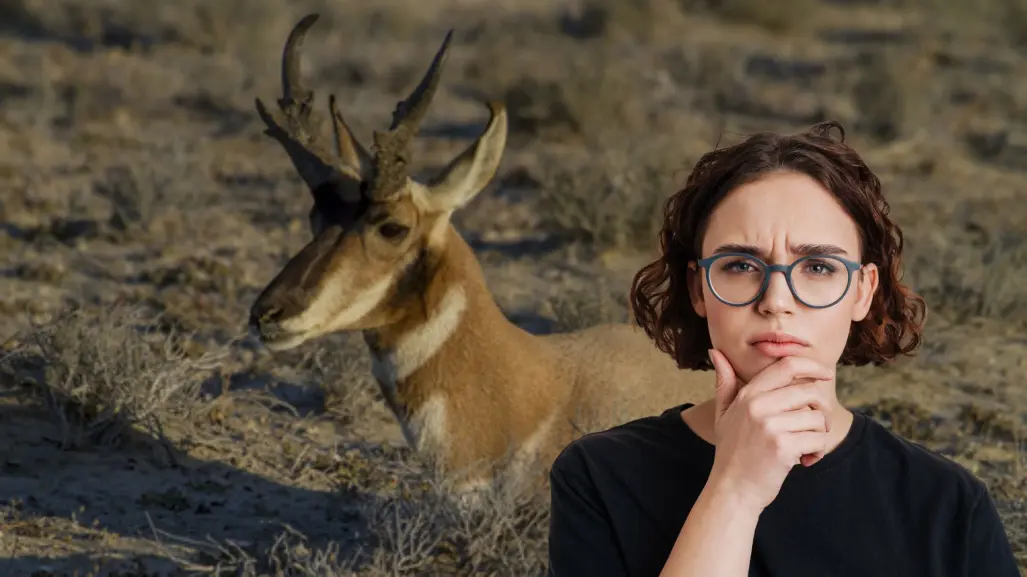 El animal nativo de BCS en peligro de extinción solo vive en el Desierto de Vizcaíno