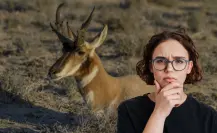 El animal nativo de BCS en peligro de extinción solo vive en el Desierto de Vizcaíno