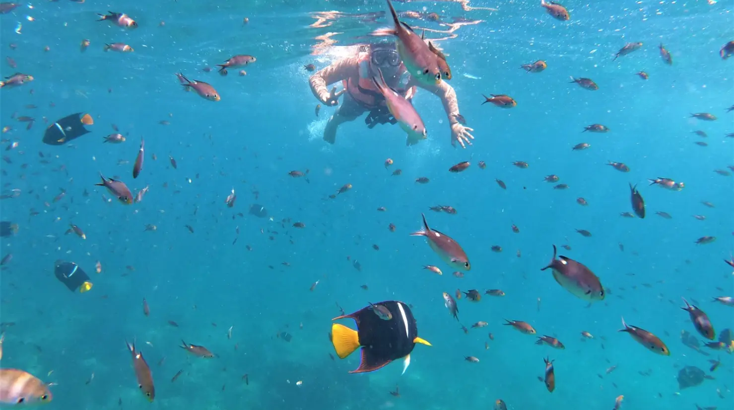 El snorkel permite ver de cerca y en su hábitat natural a peces y otras especies marinas. Foto: FB Riviera Mita Tours