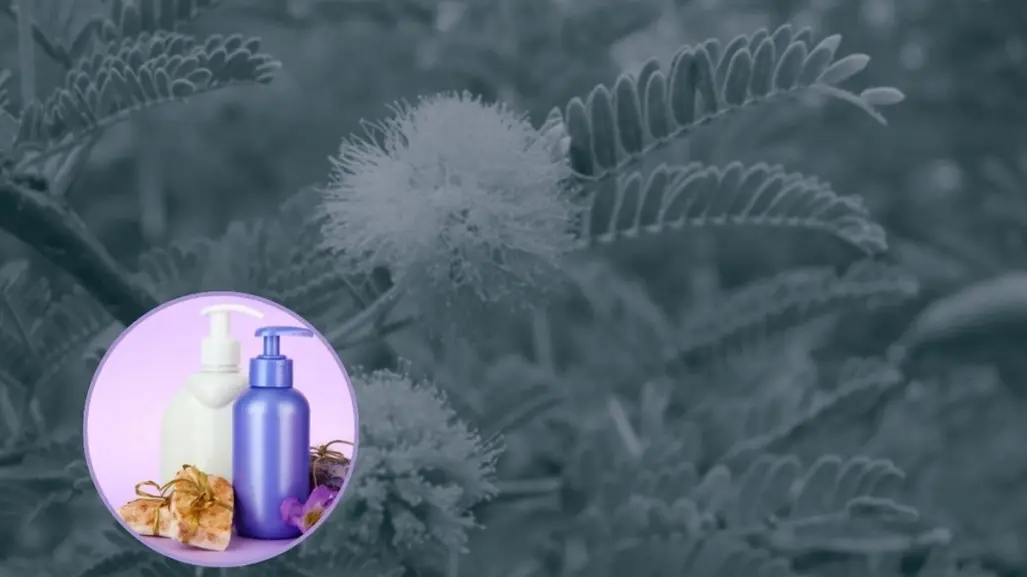 Este árbol nativo de Nuevo León es utilizado para elaborar jabones y ungüentos