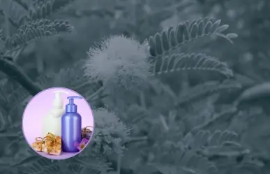Este árbol nativo de Nuevo León es utilizado para elaborar jabones y ungüentos