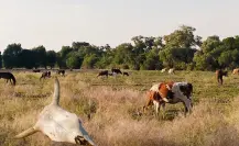 ¿Cuántas reses han muerto por la sequía en Durango? Esto dice la CNC