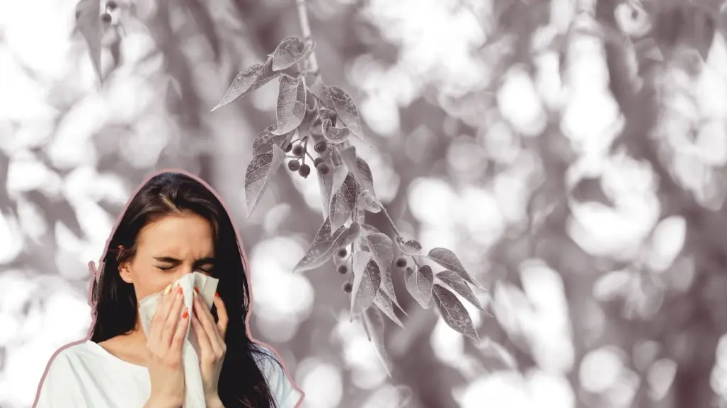 La planta nativa de Nuevo León que es útil contra las alergias