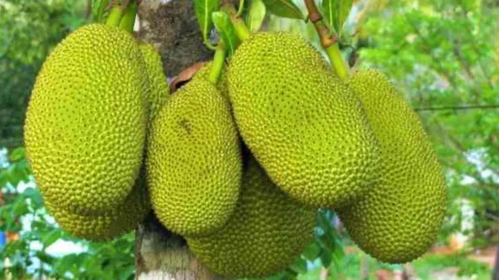 Dicen que este fruto nativo de Tamaulipas es un buen afrodisíaco