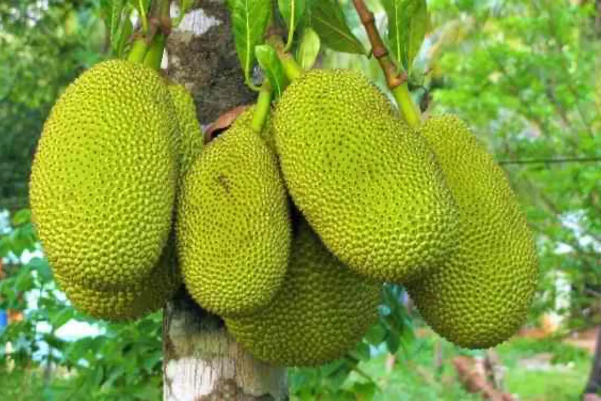 La yaca también es conocida como la fruta que sabe a todas las frutas. Foto: Gobierno de México