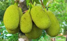 Dicen que este fruto nativo de Tamaulipas es un buen afrodisíaco