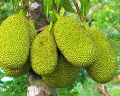 Dicen que este fruto nativo de Tamaulipas es un buen afrodisíaco
