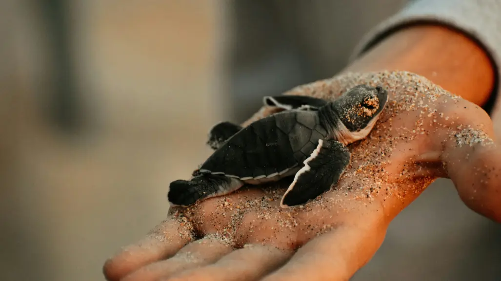 Cancún inicia liberación de tortugas marinas: el milagro de la vida en el Caribe
