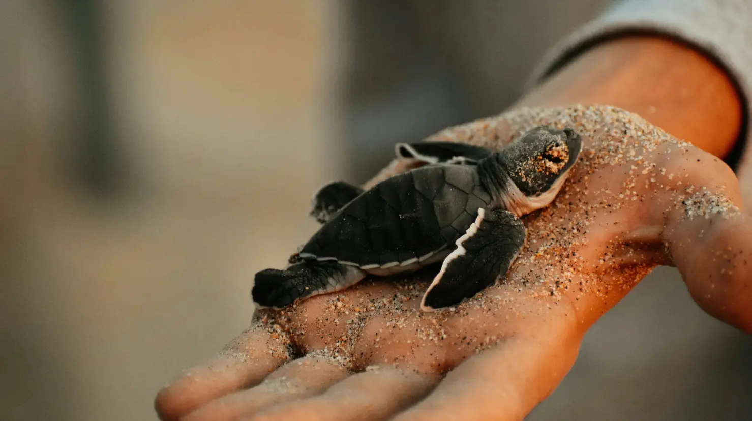 ¿Por qué se liberaron tortugas en Cancún este fin de semana?. Foto: Unsplash