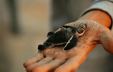 Cancún inicia liberación de tortugas marinas: el milagro de la vida en el Caribe
