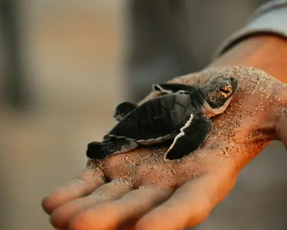 Cancún inicia liberación de tortugas marinas: el milagro de la vida en el Caribe