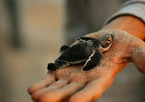 Cancún inicia liberación de tortugas marinas: el milagro de la vida en el Caribe