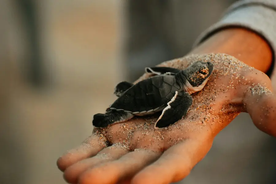 Cancún inicia liberación de tortugas marinas: el milagro de la vida en el Caribe