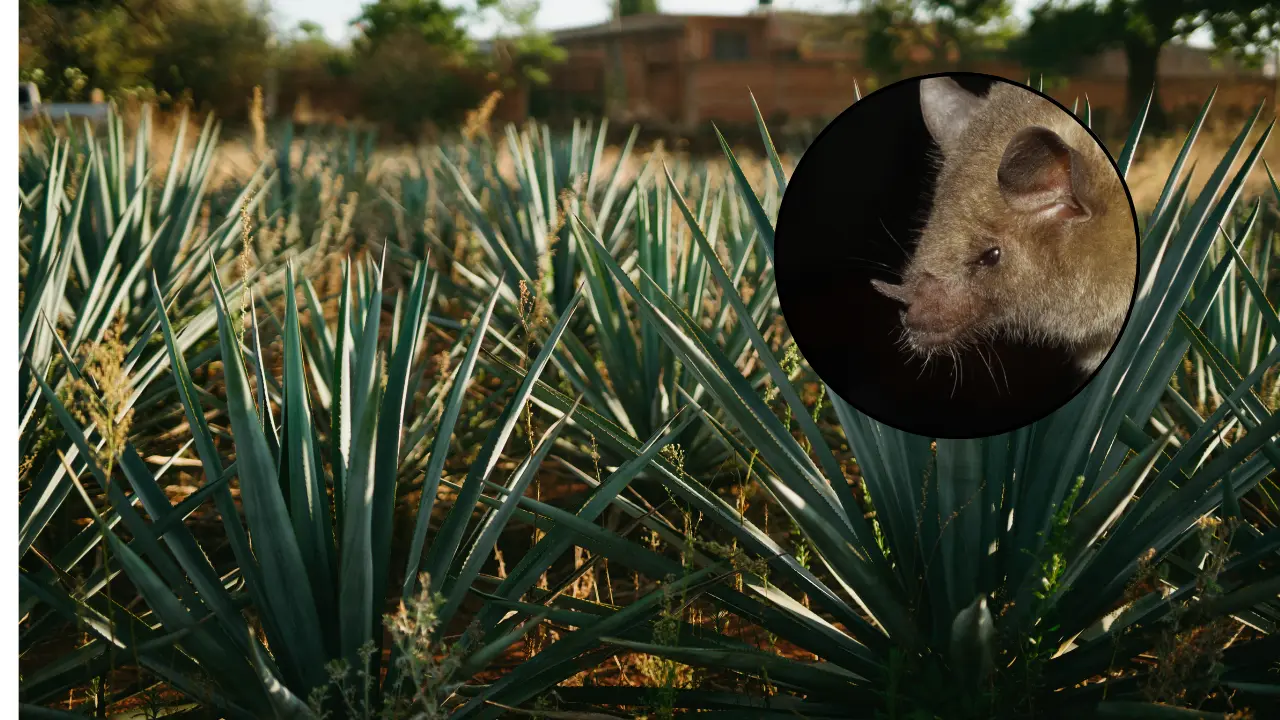 Un pequeño mamífero volador es muy importante para su hábitat. Foto: Canva/Conabio.
