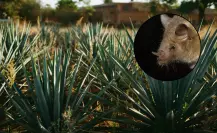 El animal volador nativo de Durango cuyo peso promedio es de solo 21 gramos