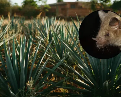 El animal volador nativo de Durango cuyo peso promedio es de solo 21 gramos