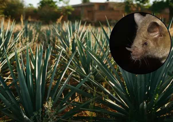 El animal volador nativo de Durango cuyo peso promedio es de solo 21 gramos