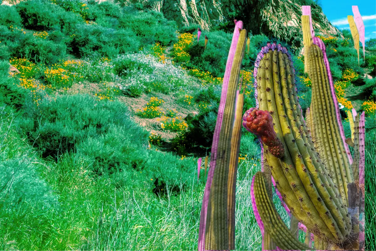 Este cactus de Durango crece en la zona de los matorrales y tiene una fruta parecida a la tuna. Foto: FB INaturalistMx.