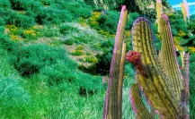 El cactus nativo de Durango que NO es un nopal pero da un fruto muy parecido a las tunas