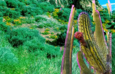 El cactus nativo de Durango que NO es un nopal pero da un fruto muy parecido a las tunas