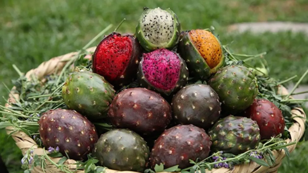 Dicen que este fruto nativo de Tamaulipas es un buen afrodisíaco