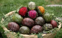 Dicen que este fruto nativo de Tamaulipas es un buen afrodisíaco