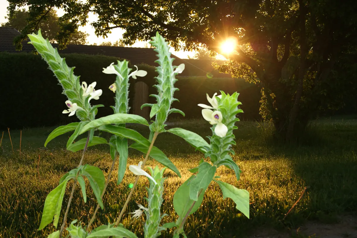 Esta planta nativa de Durango se utiliza para algunos remedios medicinales. Foto: Especial.
